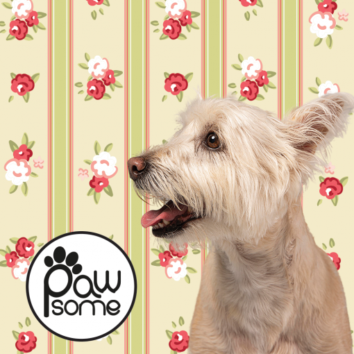 Pawsome - Laura & Ashley Leash for Dogs - Image 3